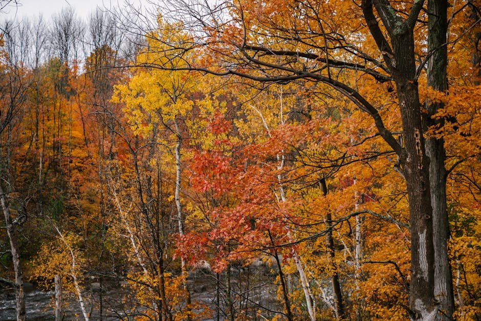 Explore the vibrant autumn colors in a serene forest, capturing the essence of the fall season.